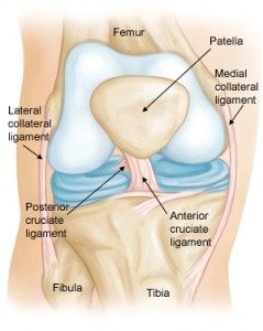 normal knee ligaments