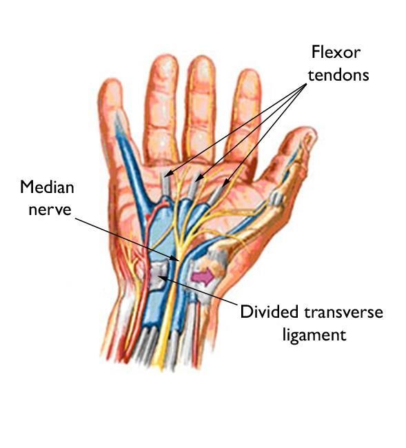 Diagram of hand anatomy